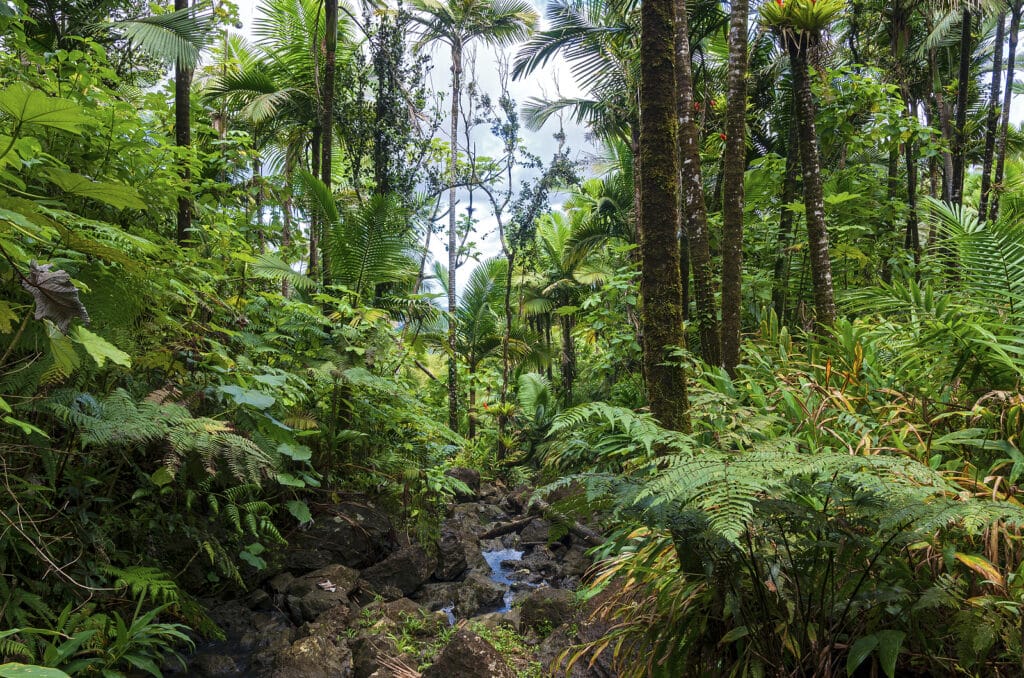 Tropical Flora Of El Yunque National Forest In Puerto Rico